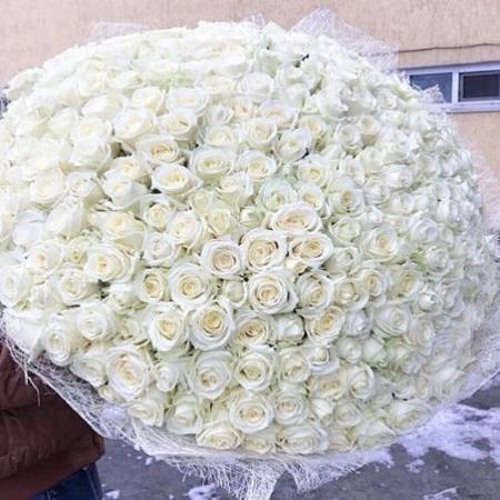 Букет из 301 белой розы ( 60см)